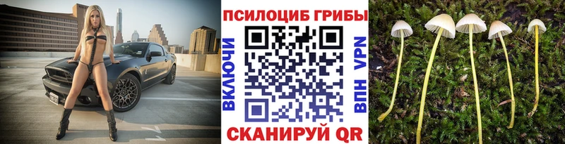где можно купить   Оленегорск  Галлюциногенные грибы Psilocybe 